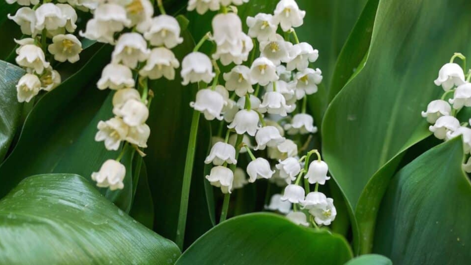 Cluster of tiny bell shaped flowers growing up side down on a green stem, surrounded by large, long green leaves.