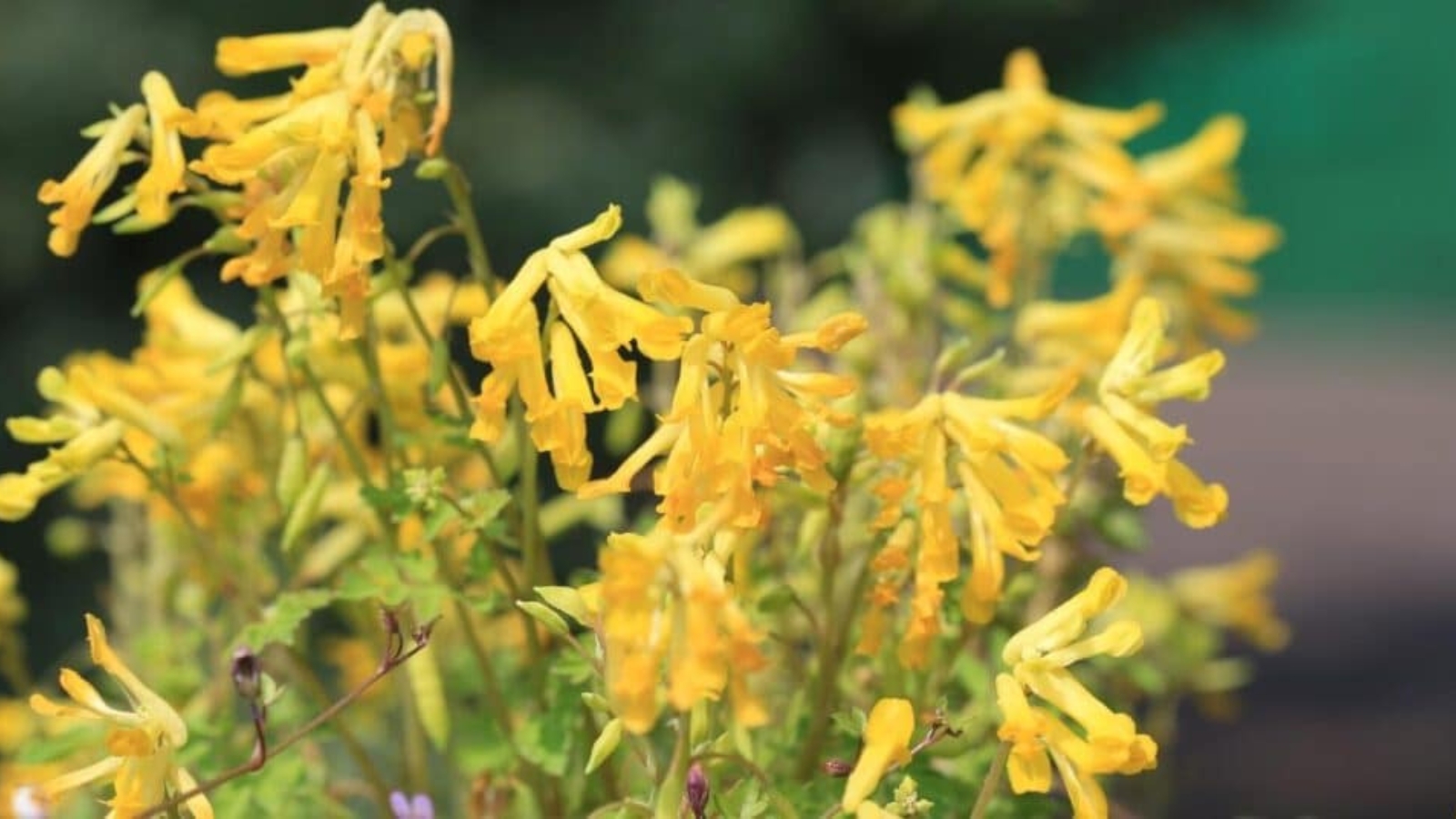 Tall stems with clusters of yellow trumpet shaped flowers.