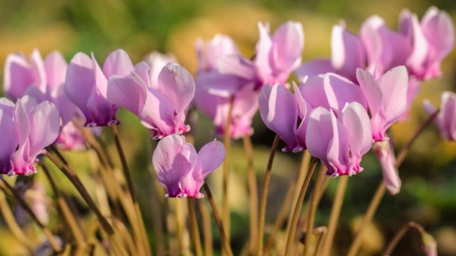 Cluster of pink flowers that have light pink petals growing in an upward direction.