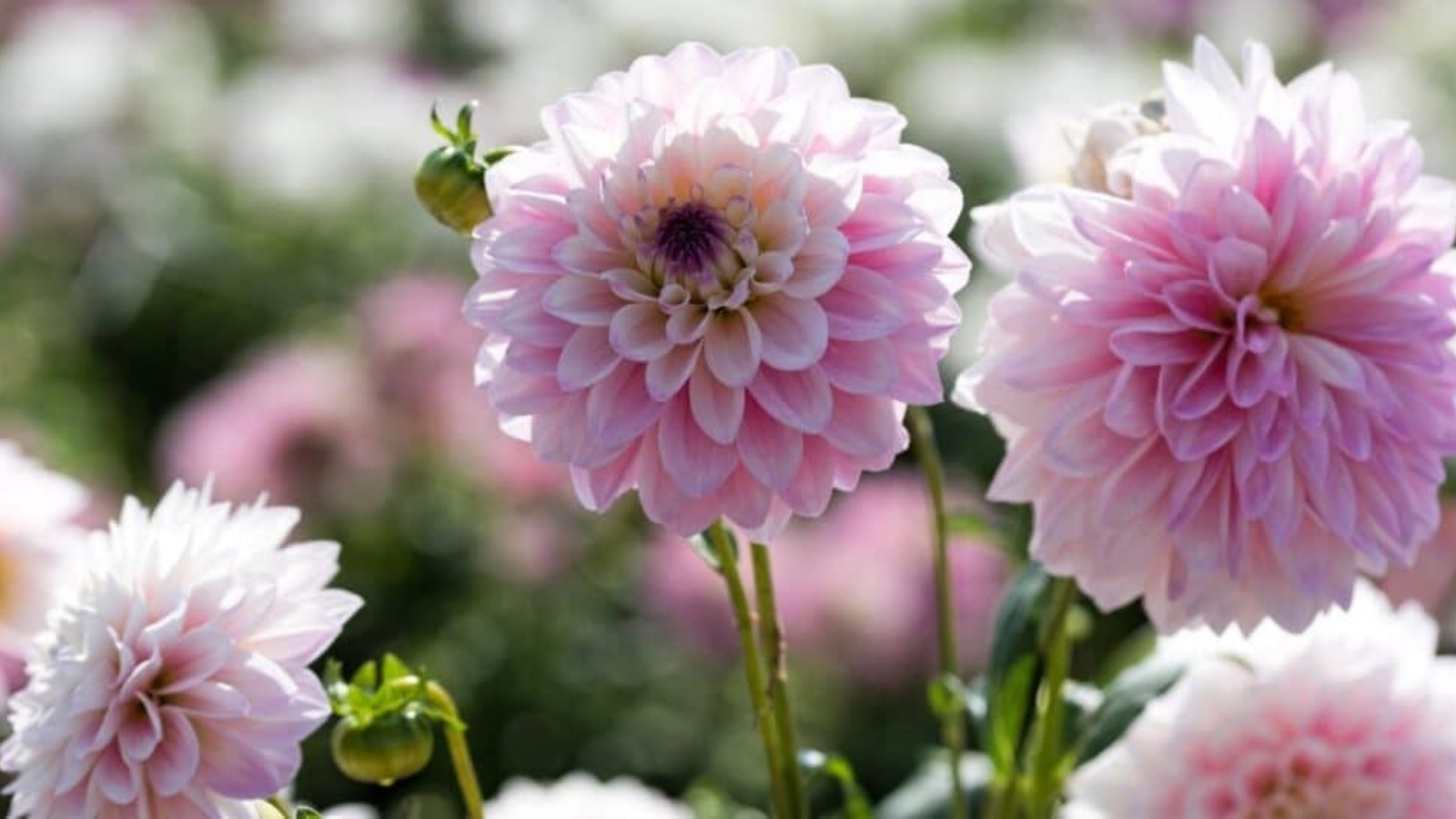 Large, light pink flowers in a field. Each flower has dense layers of oval shaped petals that are slightly rolled inward. 