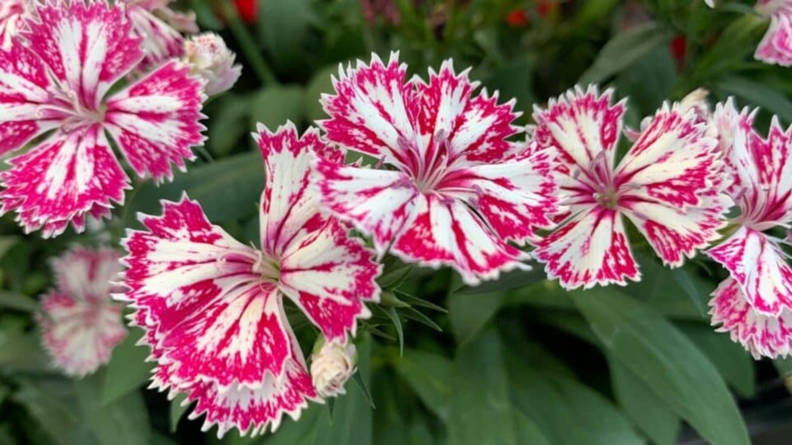 Five bright pink flowers with five petals that have spiked edges and white splattered color throughout each petal. Flowers are surrounded by long, pointy, skinny leaves.