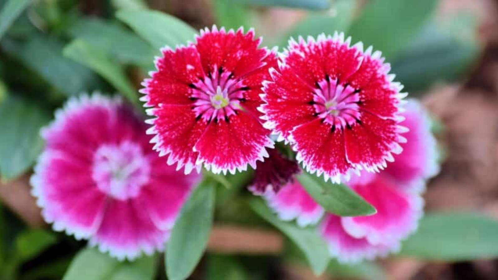 Close up of three bright red flowers. Each flower has five fan shaped petals that have white, jagged edges. The middle of the petal is bright red and center turns to pink.