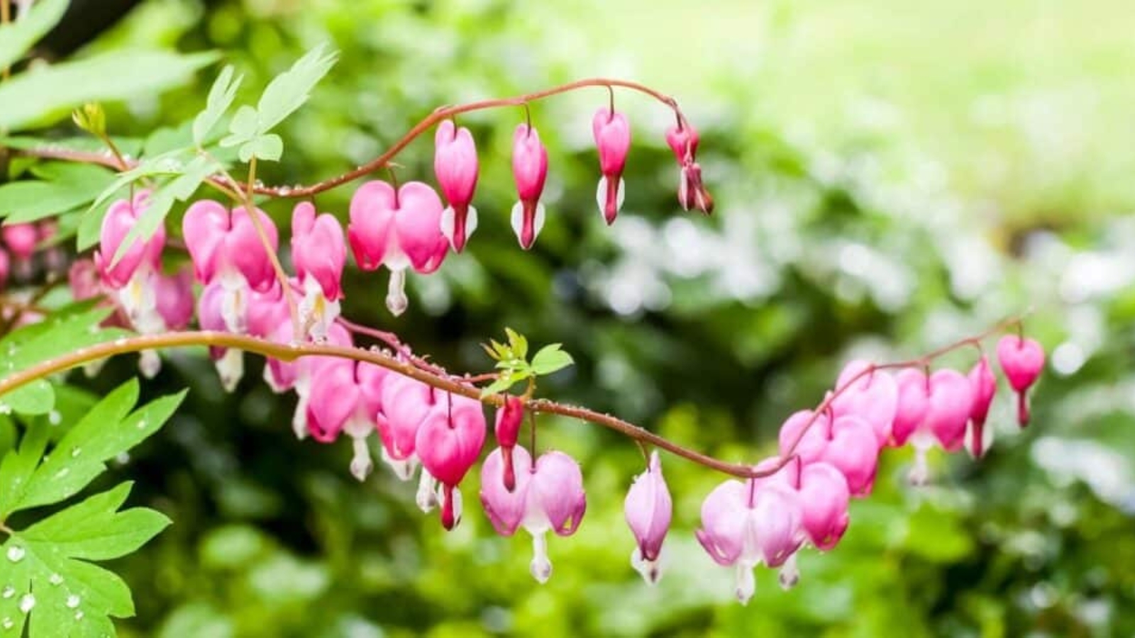 Two long horizontal vines with small bright pink flowers hanging from it in a row. Flowers fade from a dark pink to a light pink .