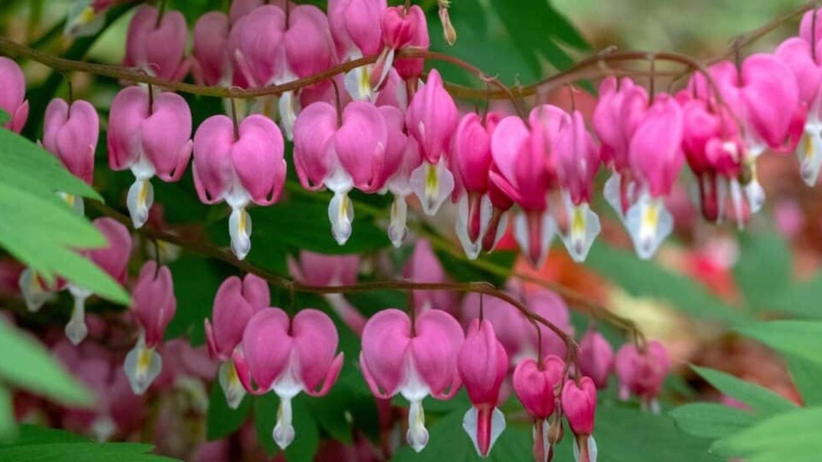 Close up of delicate-looking pink heart-shaped flowers. The puffy blooms have two rose-pink outer petals and two white inner petals, with a white stamen growing from the bottom.