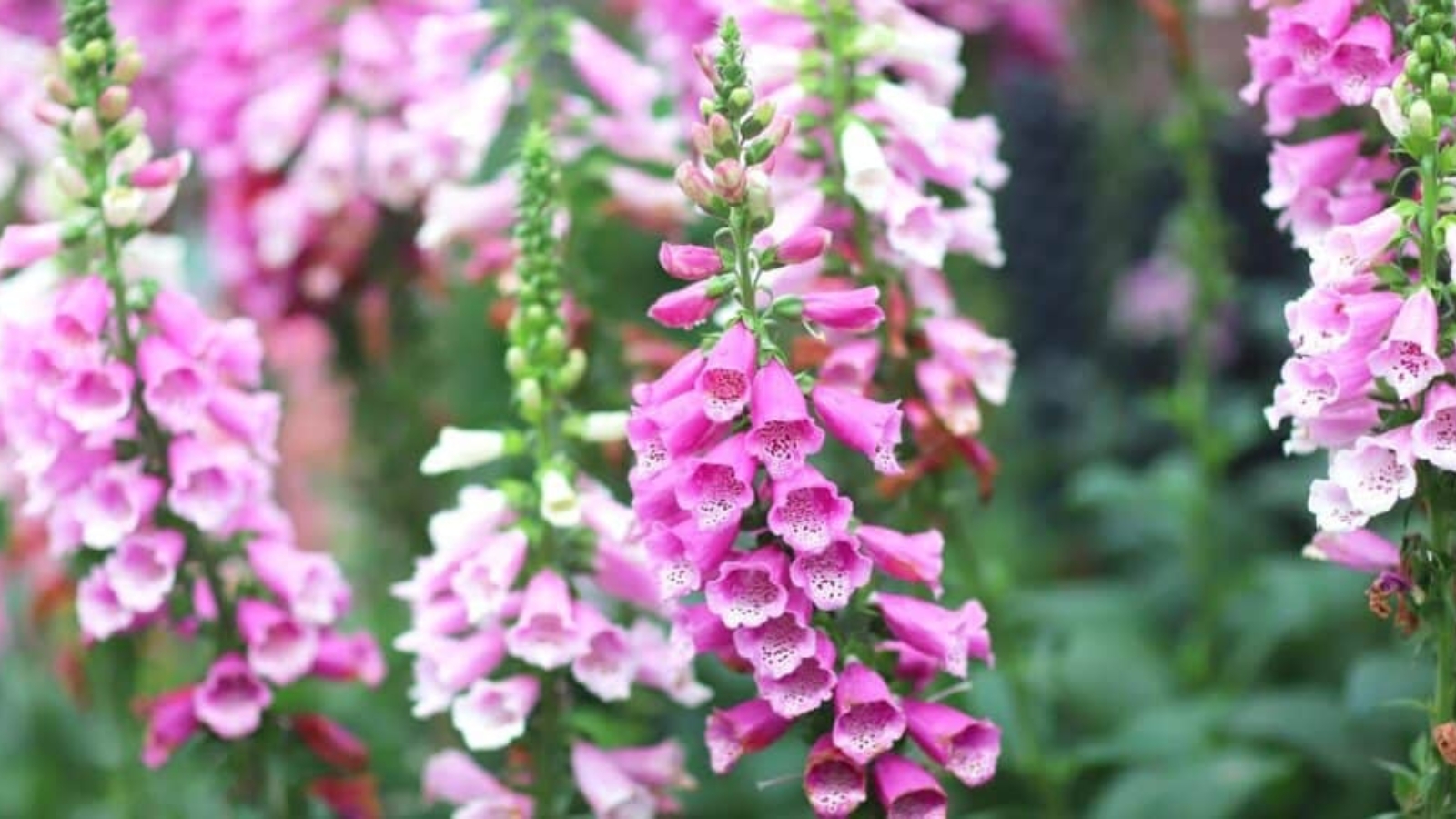A field of tall green flower stalks with clusters of pink and white bell shaped flowers growing up the stem.