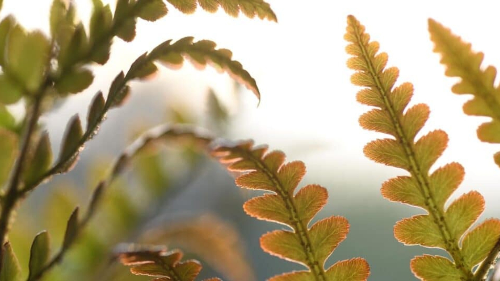Close up of long green and orange leaves. Each leaf stem has rows of rounded, textured spikes growing from either side, up the stem.