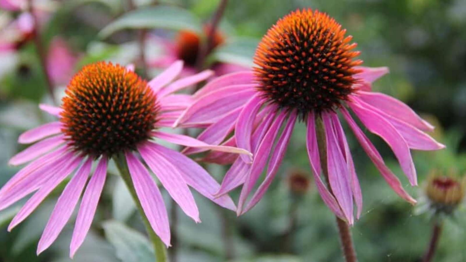 Two pink flowers with skinny, long, pointed pink petals surrounding a large, brown, rounded, ball like, center with little orange spikes.