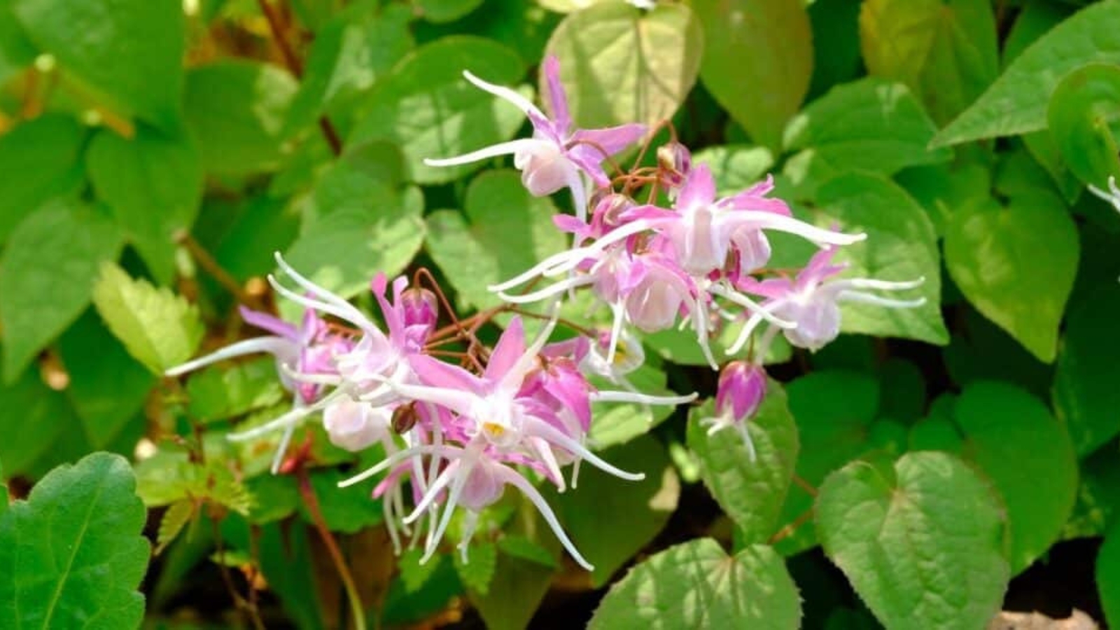 Cluster of small pink and white flowers, each flower has row of light pink petals behind longer long, skinny white petals. All the flowers bend at the base of the flower and hang over.