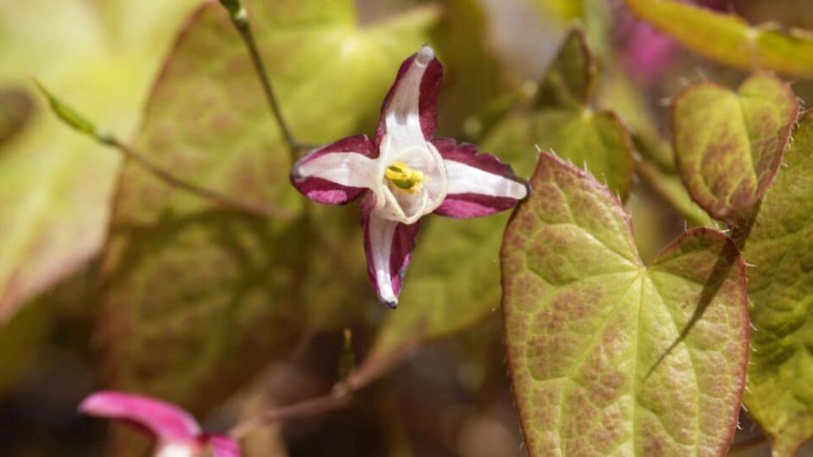 Close up of a small flower with four red and white petals, surrounded by light greenish red leaves.