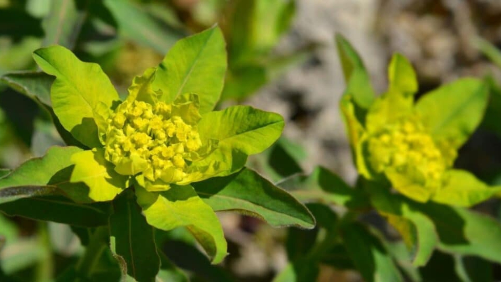 Close up of a green flower with layers of pointy, green shaped leaves and a cluster of tiny yellow flowers in the center.