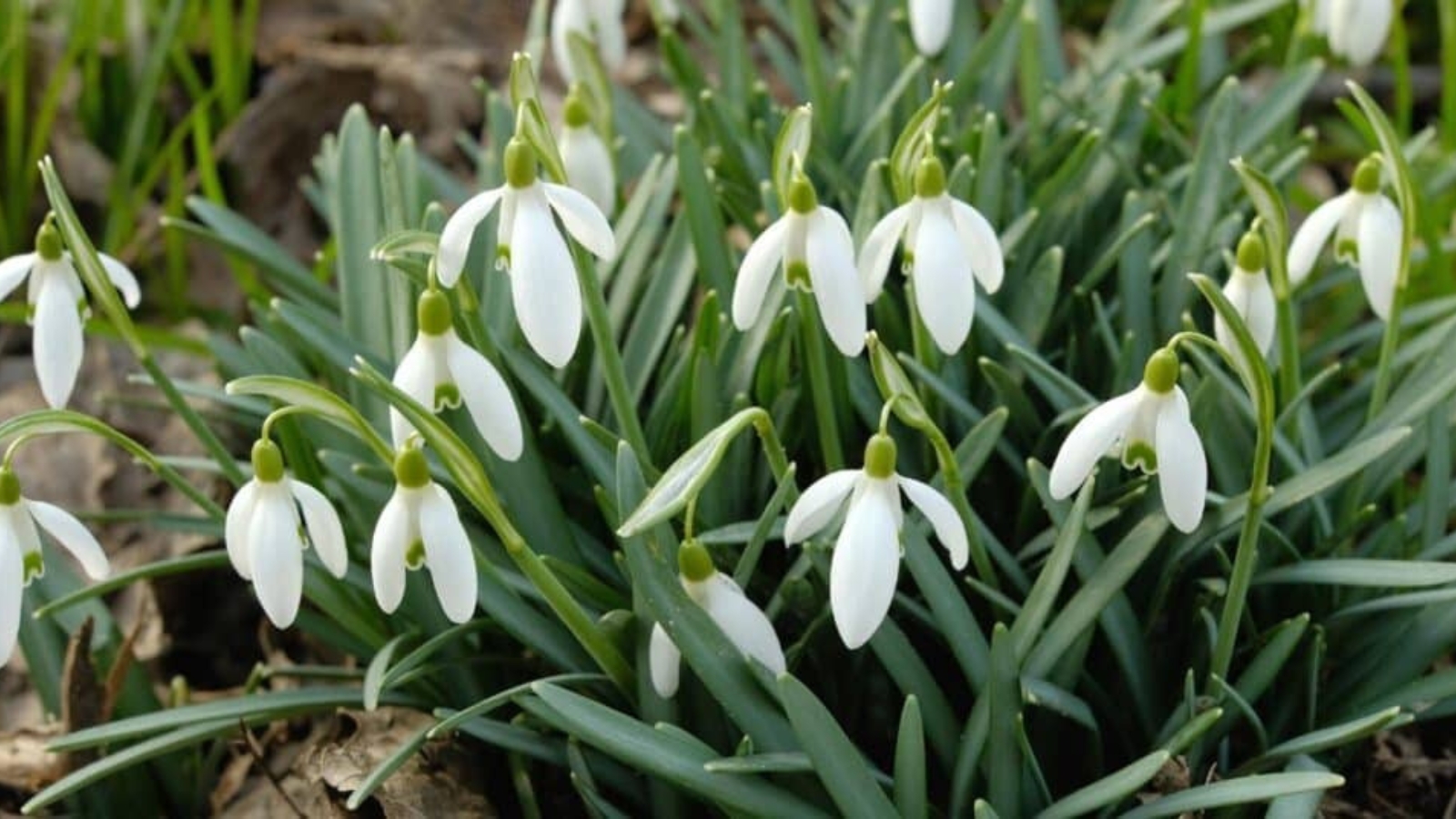 Tall green stems with small white flowers growing in a bent fashion over the tops of the stems. Each flower has three long petals with a long white and green center.