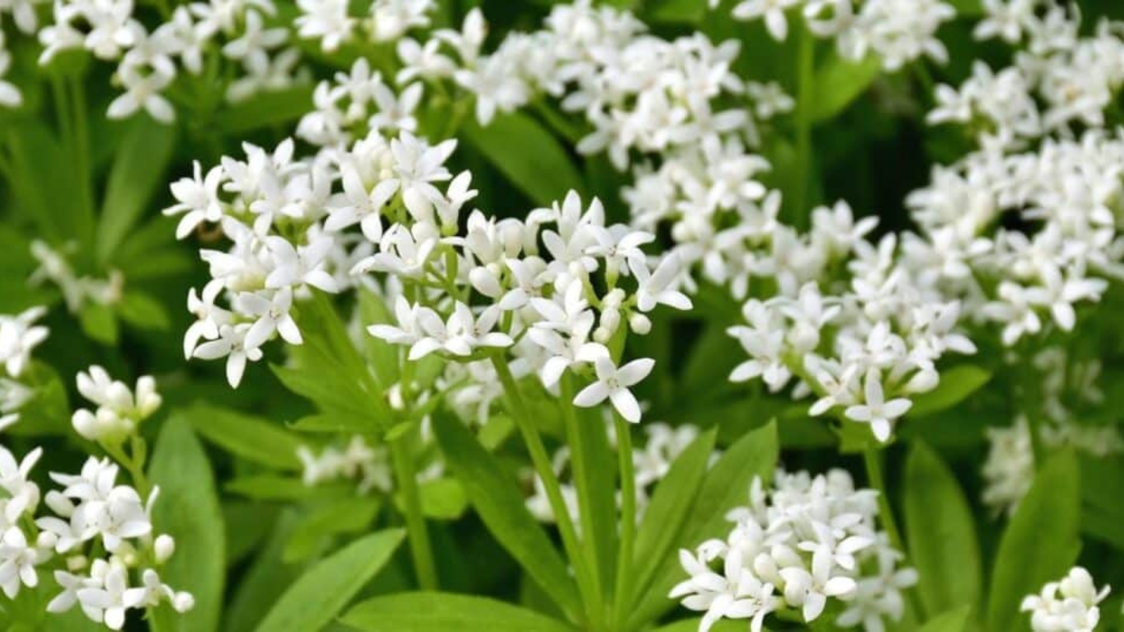 Tall green stems with white clusters of small white flowers on the top. Each flower has four pointed petals.