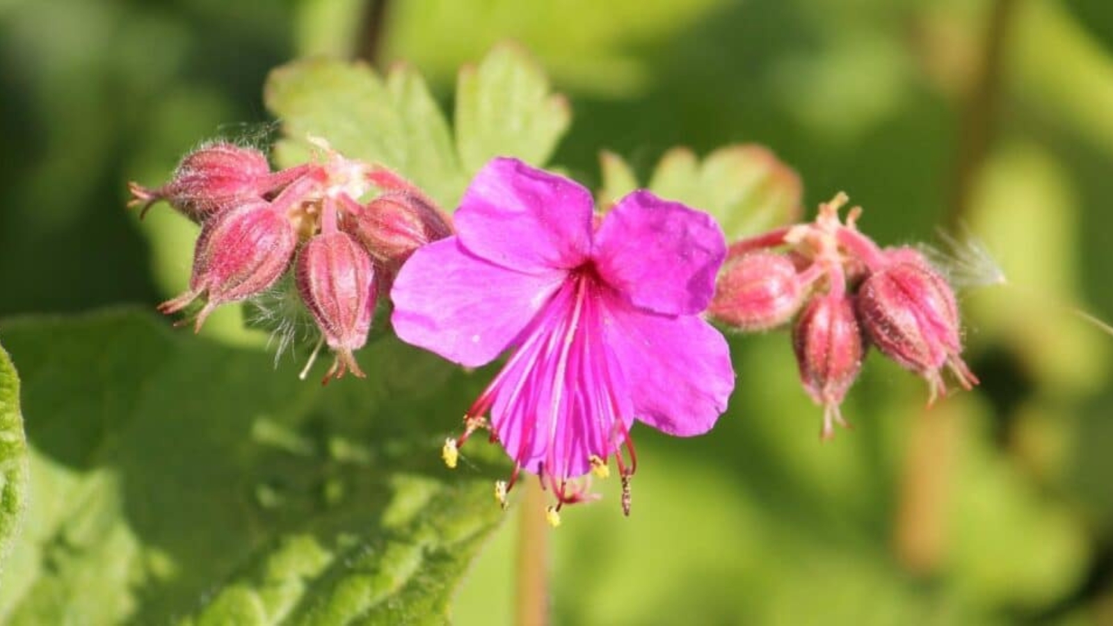 Close up of a bright pink flower with five petals and long stamen growing up out of the center.