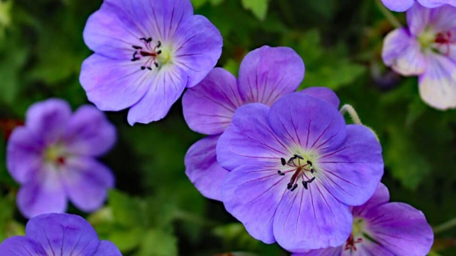 Close up of several purple flowers with five flat rounded petals that have red looking veins on each petal. Each flower has black stamen in the center.