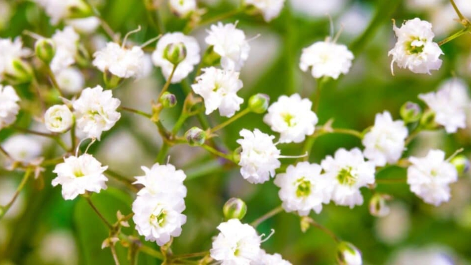 Cluster of tiny white flowers with green centers.