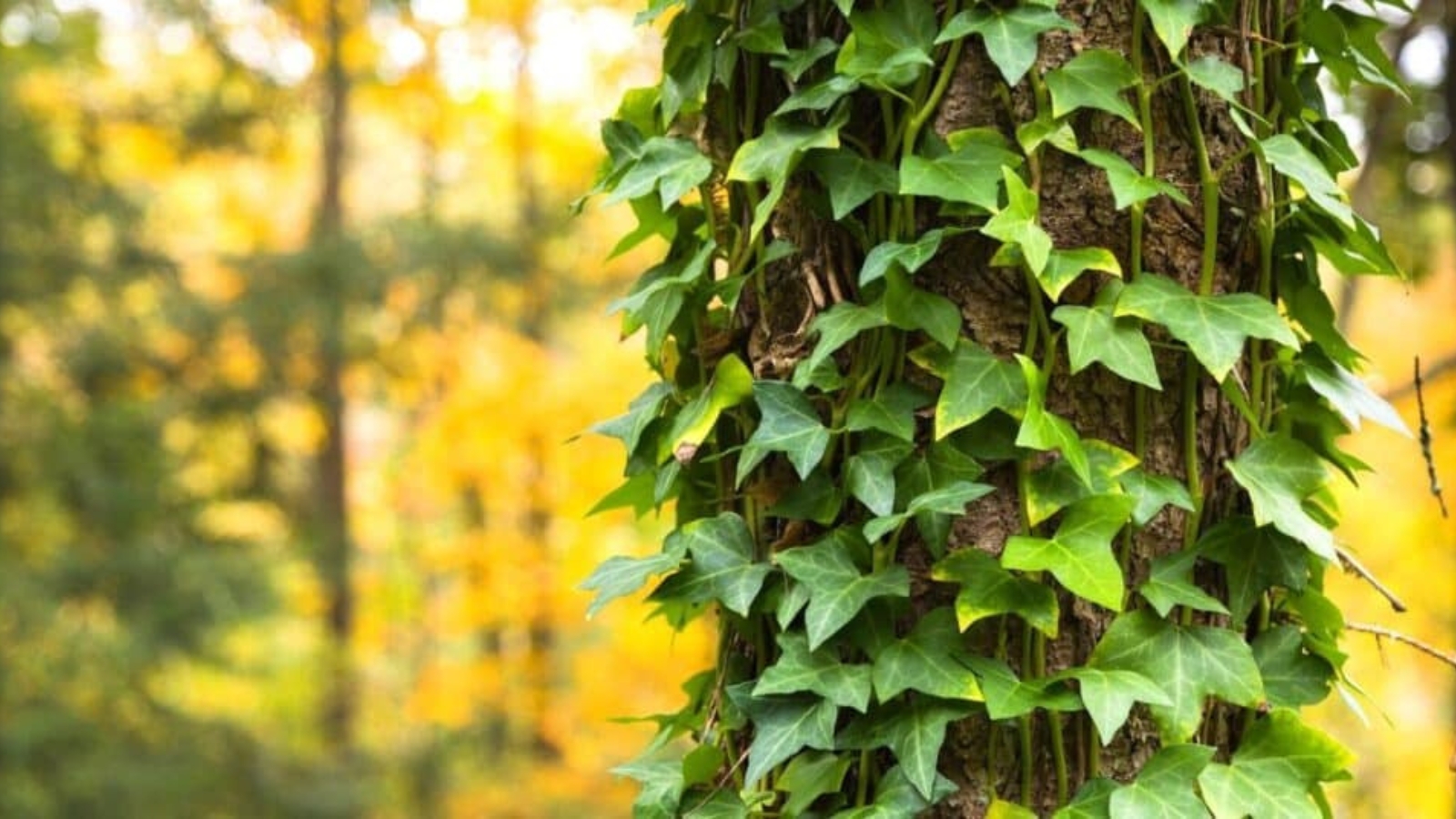Tree with star shaped leaves vining all around the tree.