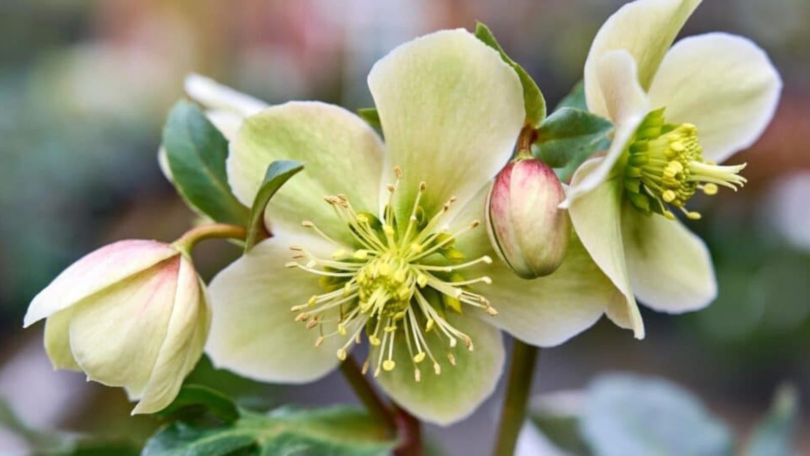 Close up of three off-white flowers. Each flower has five rounded petals and spikey, yellow stamen in the center.