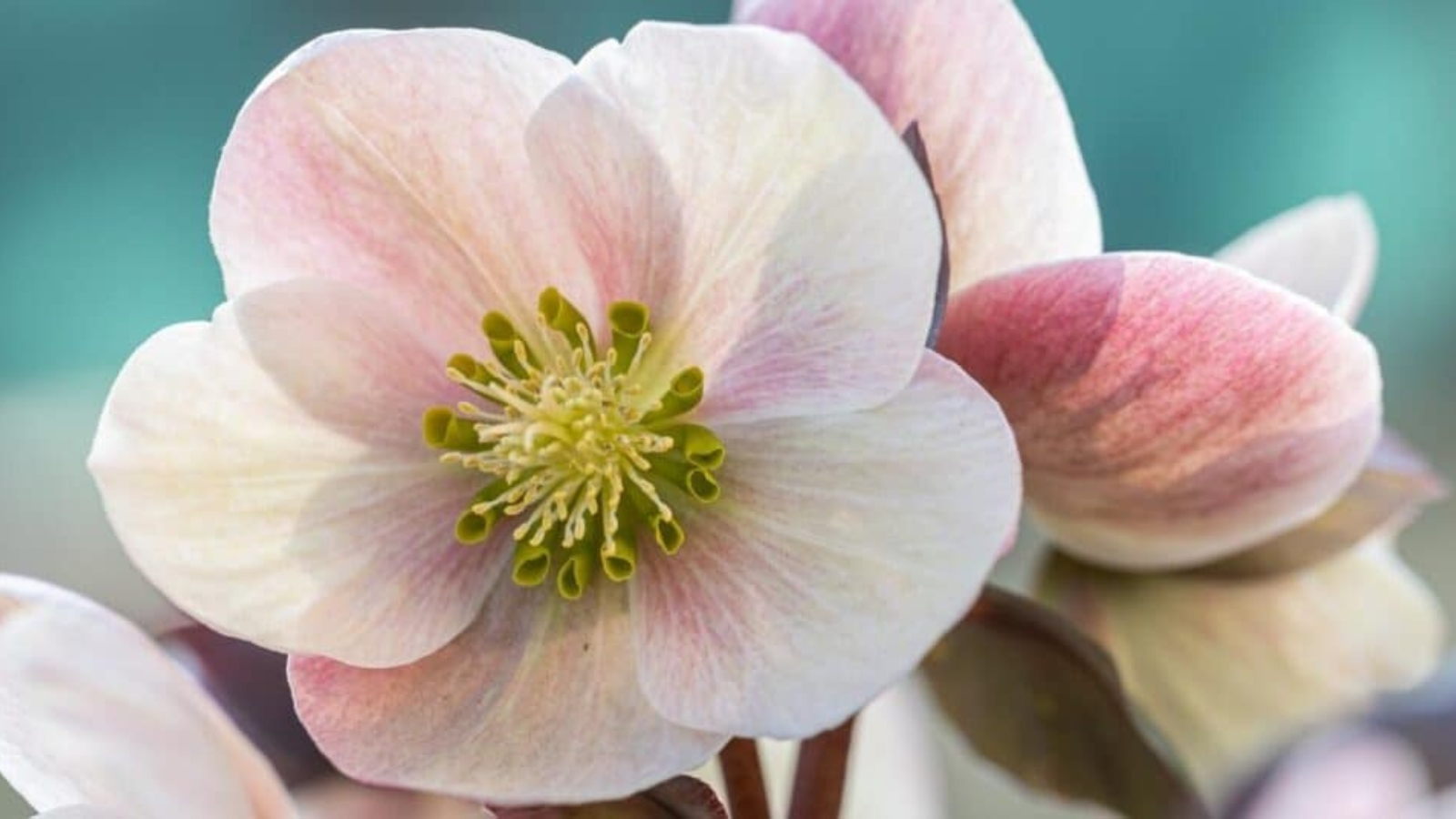 Close up of a light pink flower with rounded, overlapping petals. Each petal fades from light pink to slightly darker pink in the middle. The center of the flower has green trumpet shaped stamen surrounding taller, light yellow stigma.