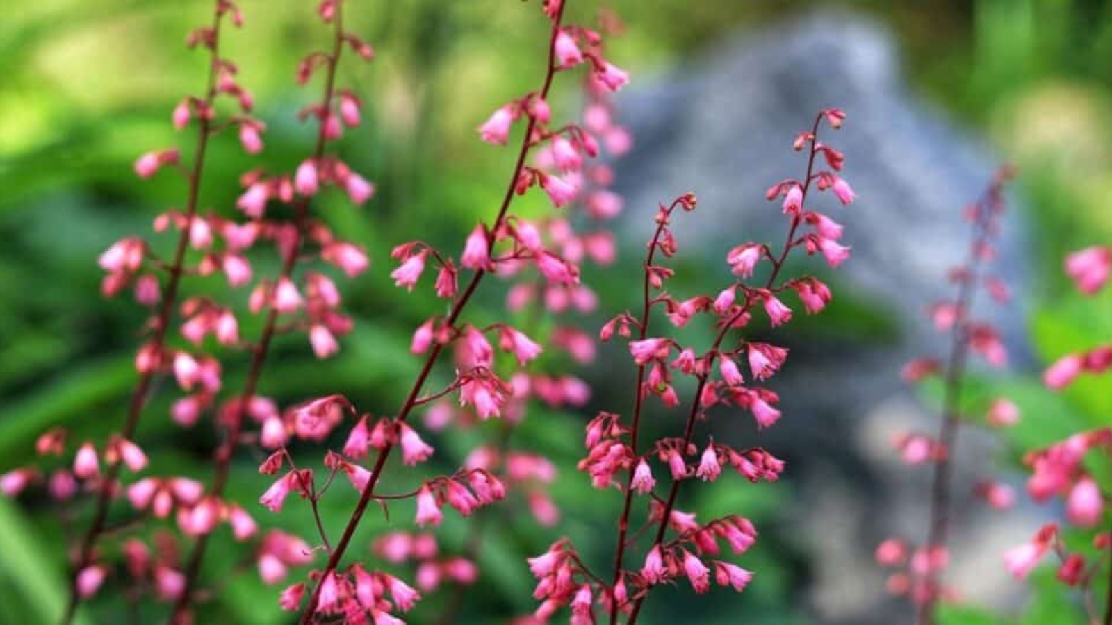 Long red stems with tiny clusters of pink blooms, hanging like little bells, along the flower stalk.