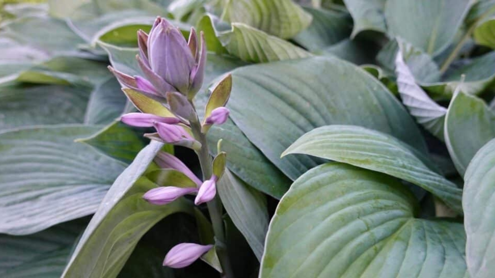 Close up of a tall, light purple flower stalk with flower buds growing up the stem. Flower is surrounded by large, light green oval shaped leaves with deep veins.