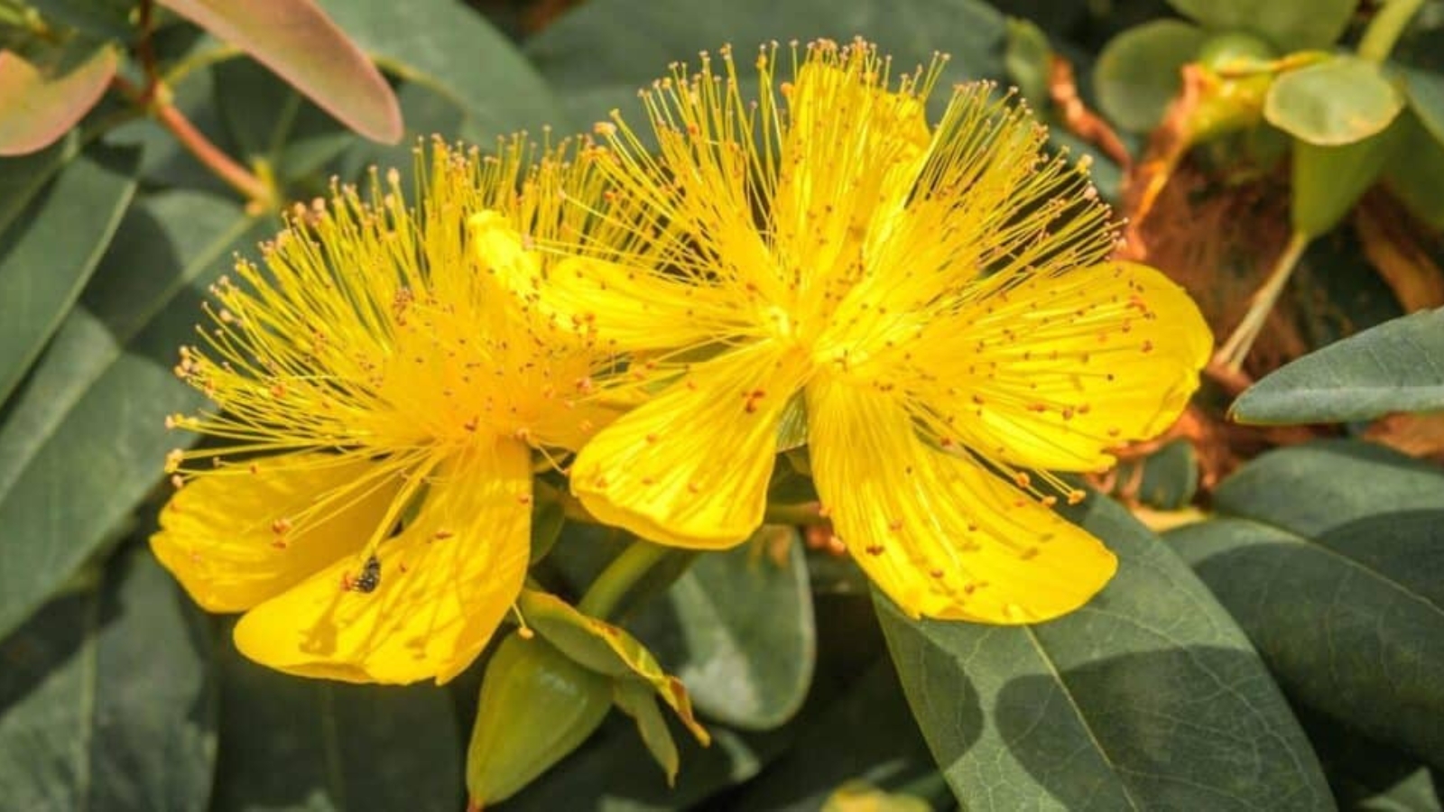 Close up of two yellow flowers. Each flower has five long, yellow petals with long, sprays of yellow stamen growing from the center.