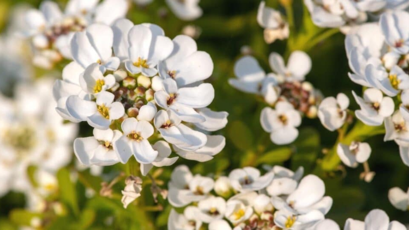 A flower stem with tiny white flowers clustered in a ball on top. Each tiny white flower has yellow stamen in the center.