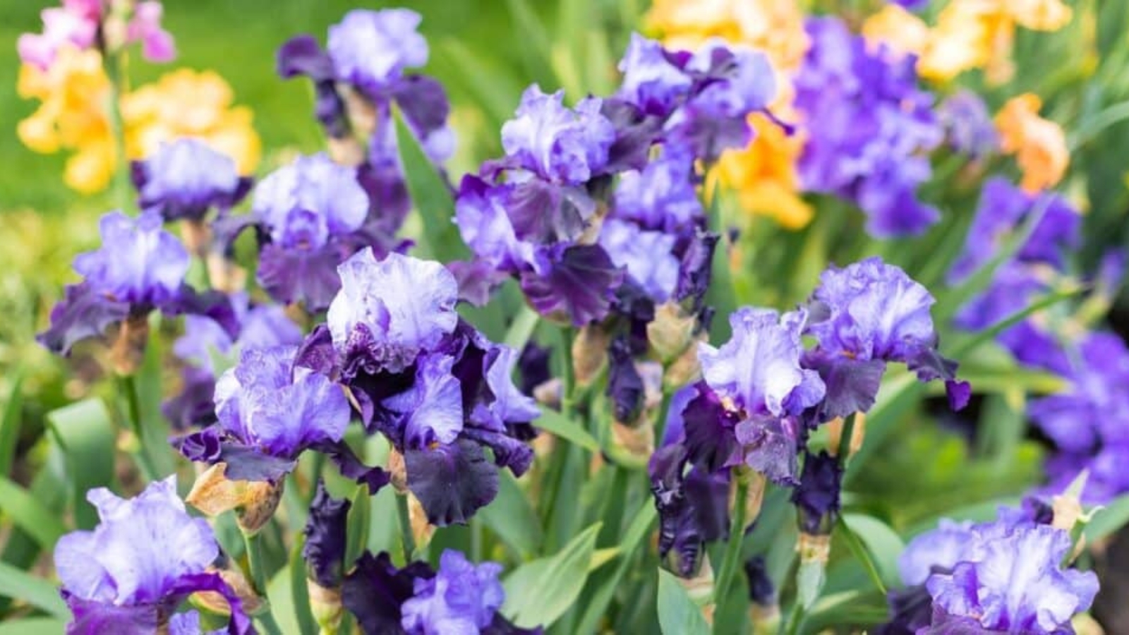 Field of dark purple flowers with ruffled petals. Yellow flowers faded in the background.