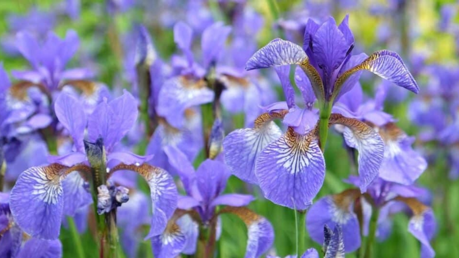 Field of purple flowers. Each flower sits on top of long green stems. Flowers have long, oval shaped, purple petals the fan out. At the center of each flower it fades to white to brown. Veining throughout each petal.