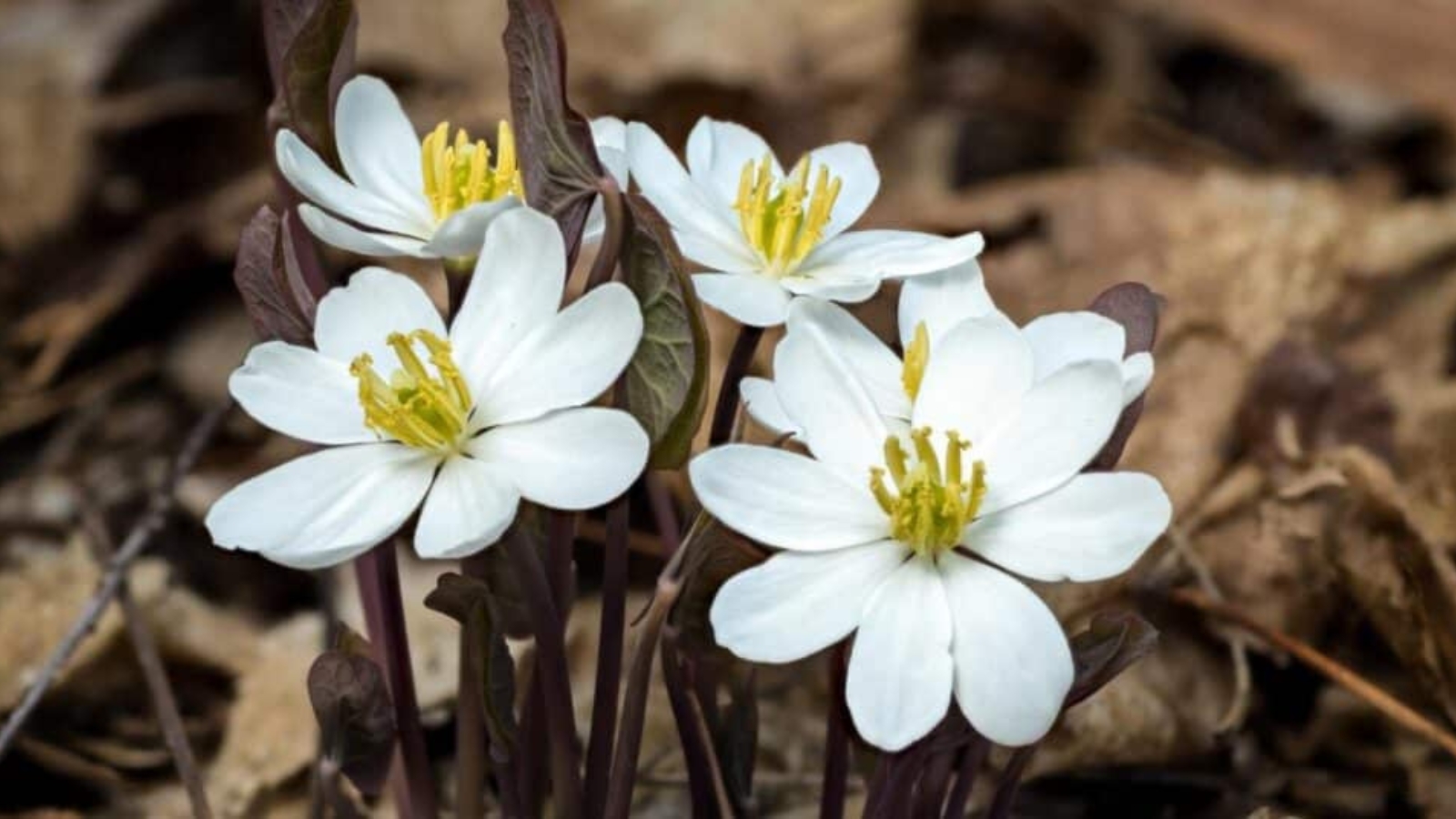 Close up of four white flowers growing low to the ground, with dark purple stems and leaves. Each flower have eight white, oval shaped petals that slightly overlap. In the center of the flower there are eight tall, thick yellow stamen growing straight up.