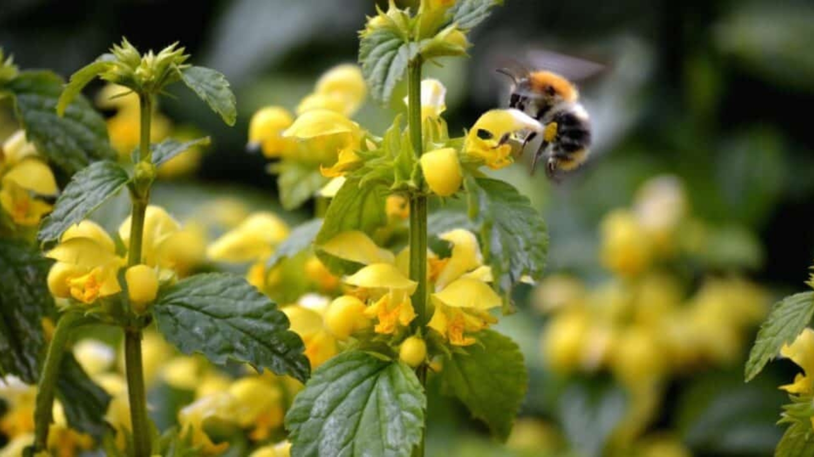Tall green stems with clusters of small rounded flower buds growing up the stem. Bumble bee feeding from one of the flowers.