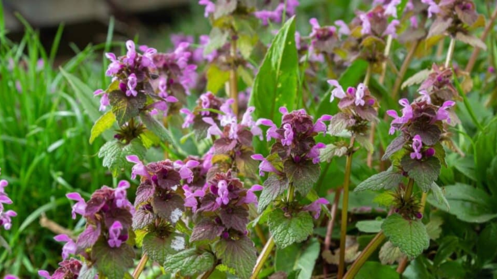 Tall green stems with big heart shaped leaves growing up stems. Leaves fade from green to a dark purple, with tiny pink flowers growing in between each cluster of leaves.