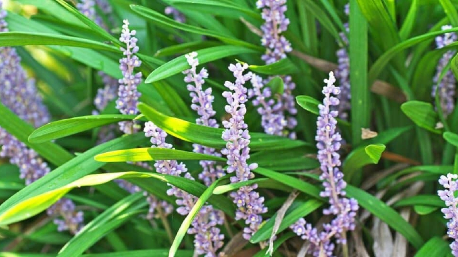 Tall flower stalks growing up from skinny, long green leaves. Each flower stalk has small purple flowers growing up each stem.