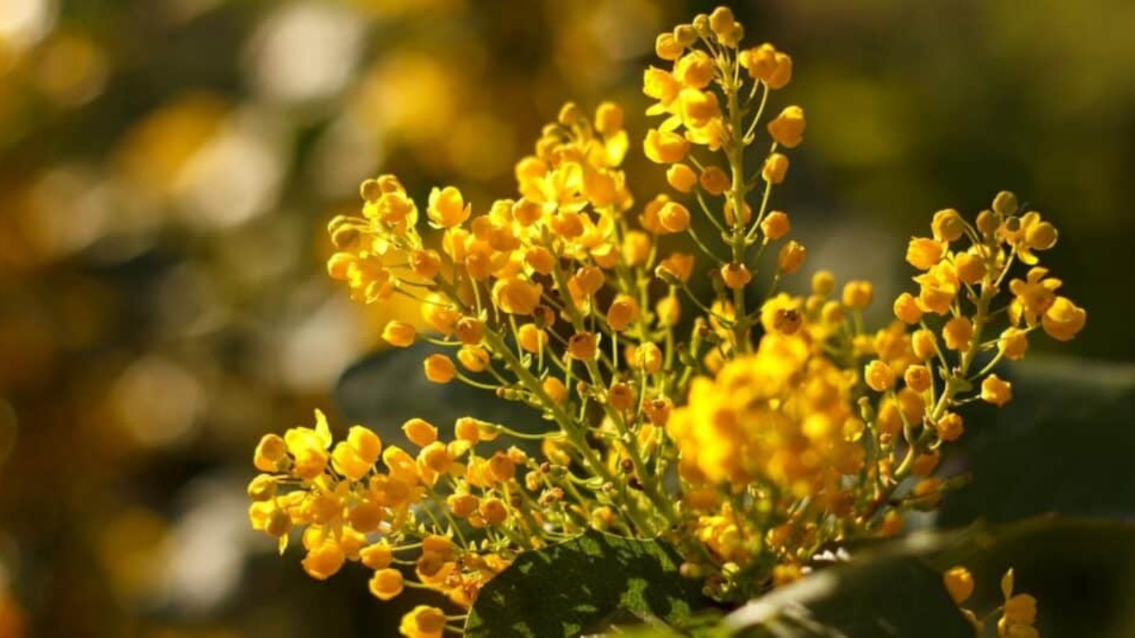 Close up of clusters of small yellow, ball-like flowers on the top of a long green stem.