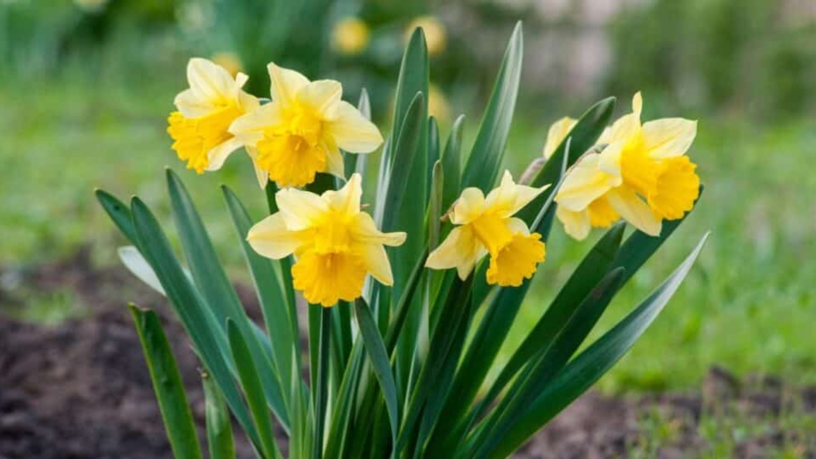 Tall green leaves growing out of the ground with tall yellow flowers in the center. Five bright yellow flowers with star shaped petals around the base, and a yellow trumpet shaped flower growing from the center.