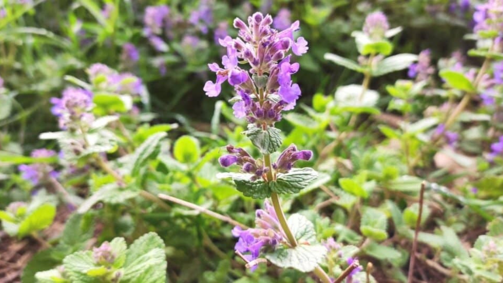 Tall flower stem with a cluster of small purple flowers clustered around the top of the stem. Leaves have deep veins on the and scalloped edges.