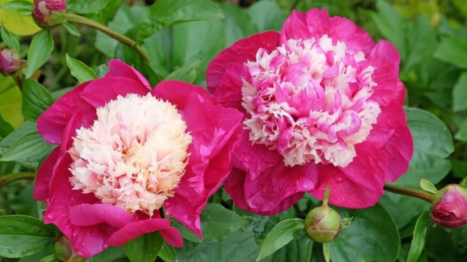 Two large bright pink flowers growing in a green leafy bush. Each flower has rounded, bright pink, layered petals with a large bushy cluster of lighter pink petals in the center.