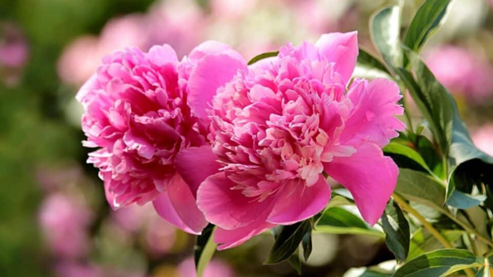 Close up of two large pink flowers. Each flower is packed with dense pink petals in the center that gradually fan out around the edges.