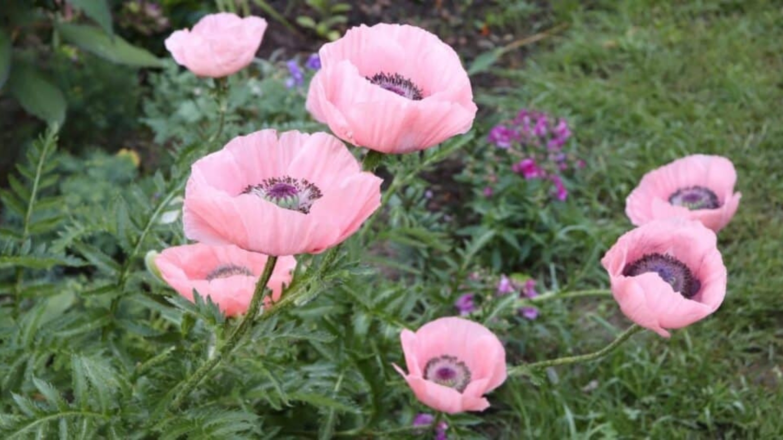 Seven pink flowers lining the edge of a grass lawn. Each flower has large, pink paper thin, layered petals that have a large round cluster of purple stamen in the center.
