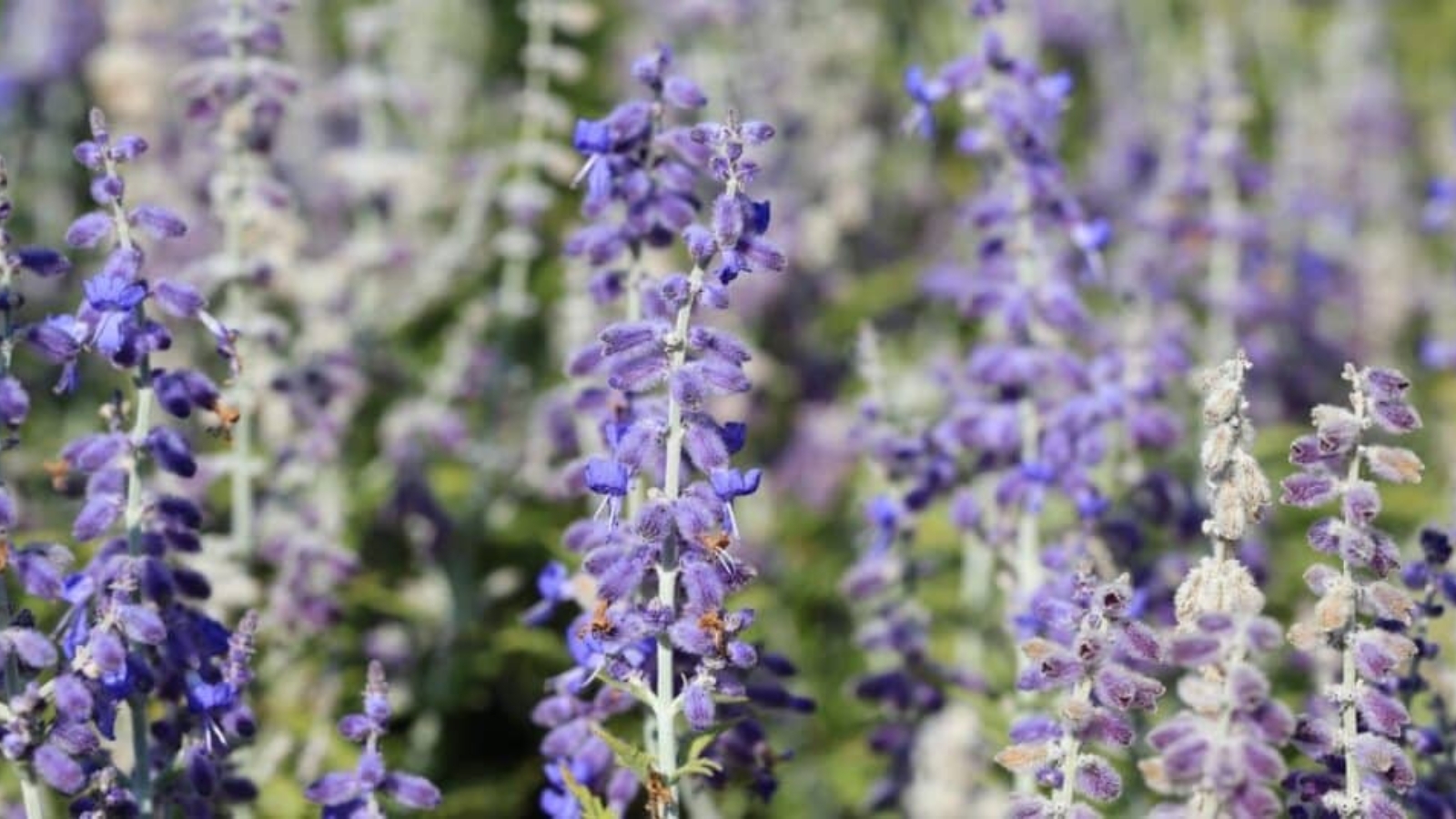 Field of tall light green stems. Each stem has small little purple flowers growing up the stem. Flowers look fuzzy and oval shaped at the base with a purple flower growing out of the top.