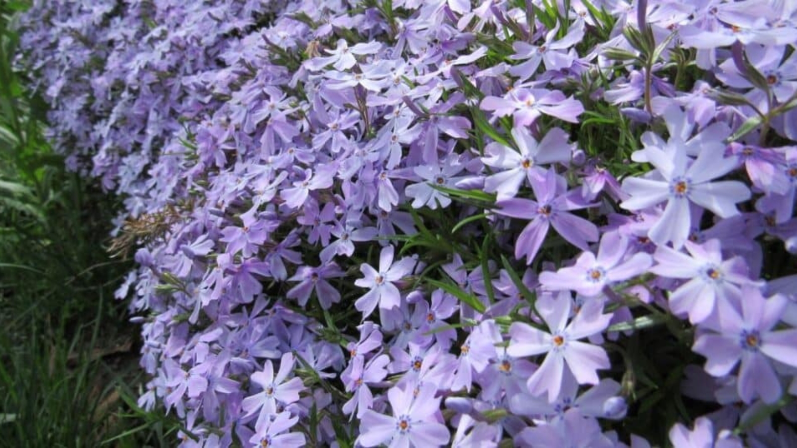A long hedged row of purple flowers. Each flower has five light purple petals with a v shaped cut out of the top of each petal. Flowers have tiny orange center.