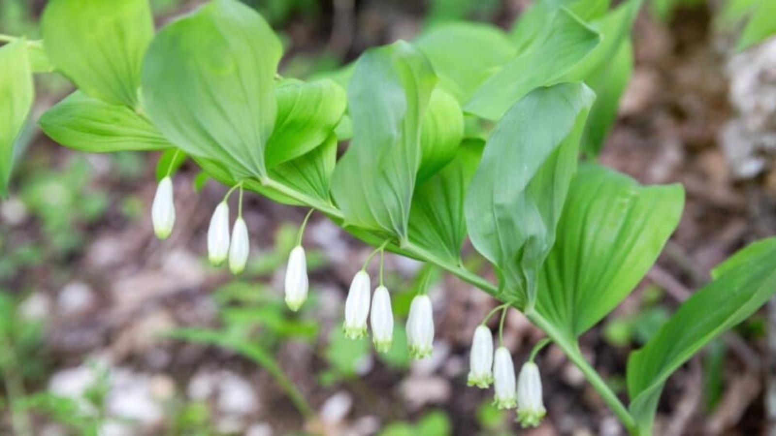 Long flower stem with tall oval shaped leaves growing from the top of the stem and small white flowers, in a tube like shape, growing up side down along the bottom of the stem.