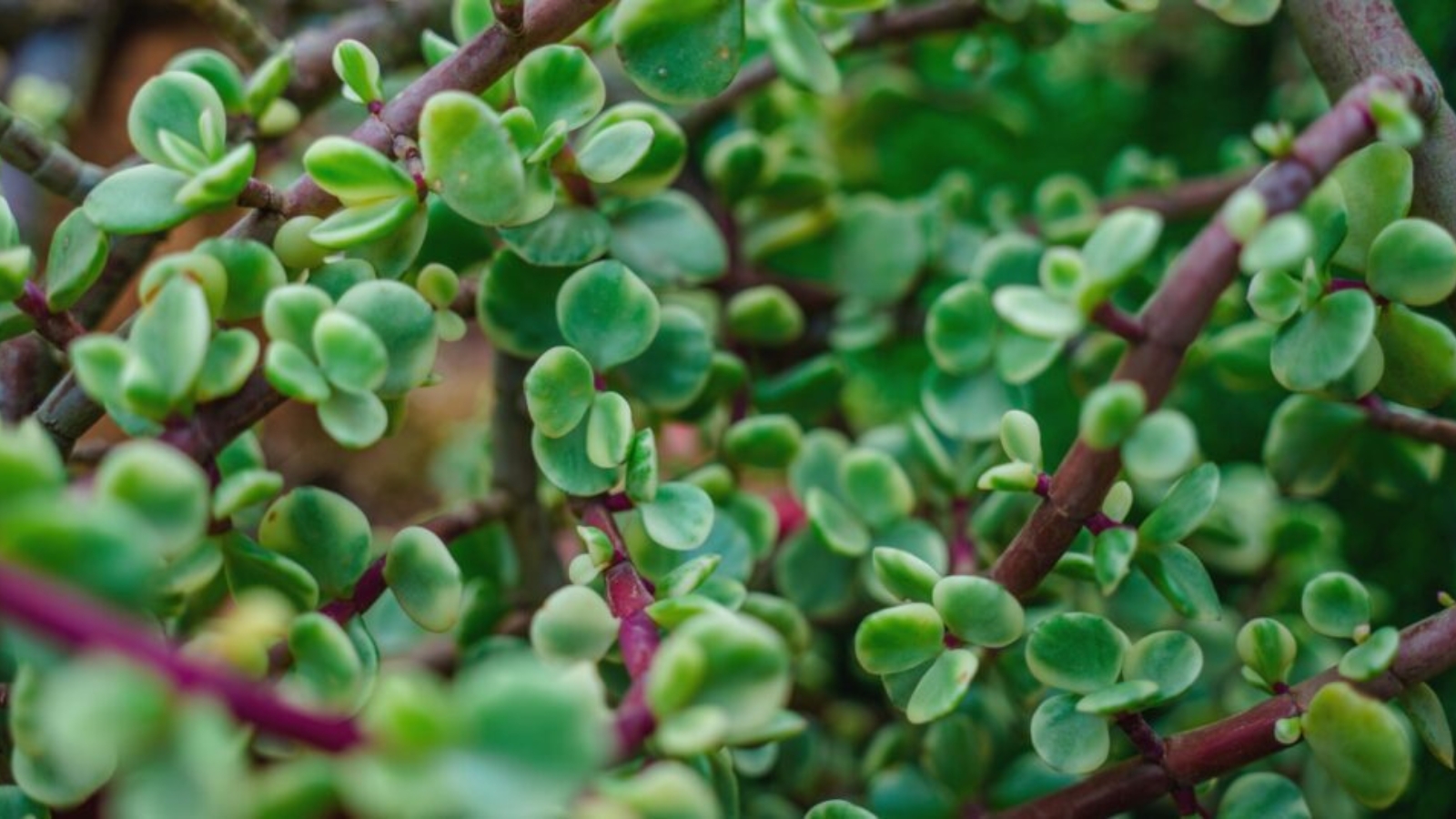 Close up of thick red stems covered with tiny, round thick, waxy green leaves.