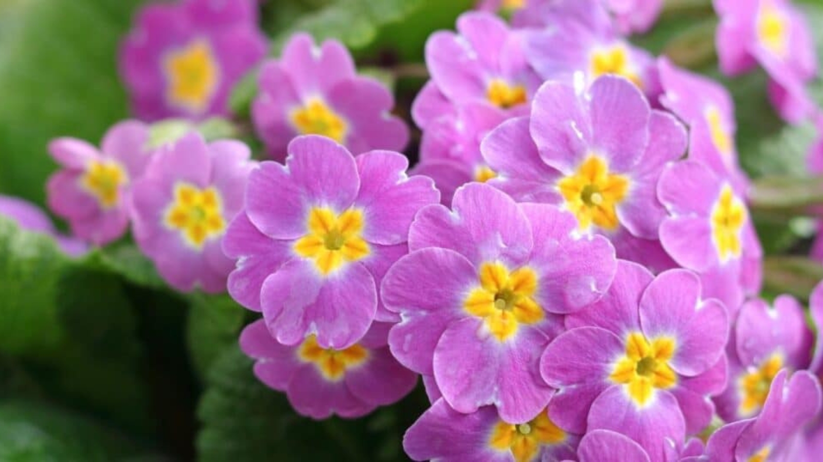 Cluster of small pink flowers in a bush. Each flower has five overlapping heart shaped petals with a yellow, star shaped center. The hole in the center is round and deep, with a tiny white stamen inside.