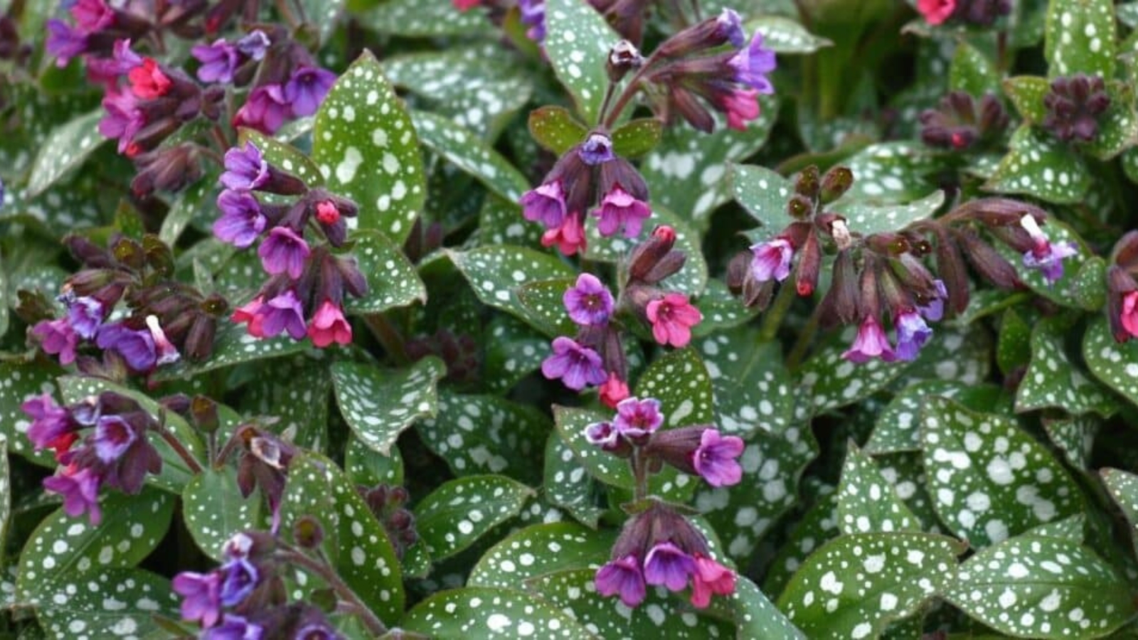 Pink and purple, trumpet shaped flowers surrounded by green leaves with white spots all over it.
