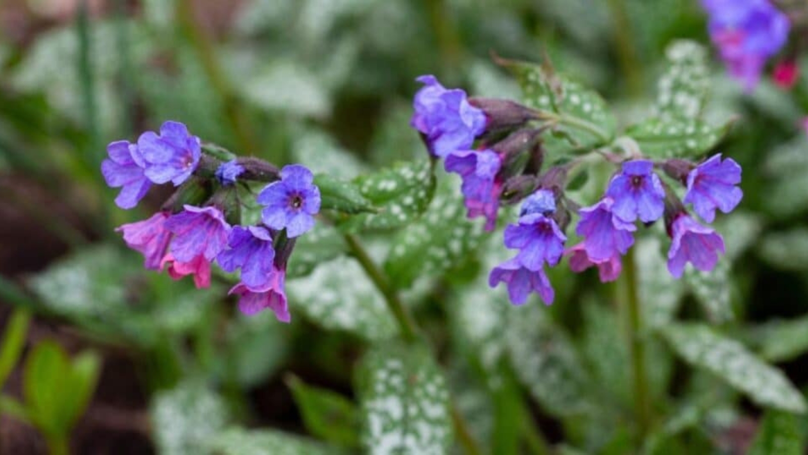 Two tall flower stems, with a cluster of purple and pink bell shaped flowers clustered at the top of each stem. Leaves are green, and slightly elongated with white speckled dots on them.