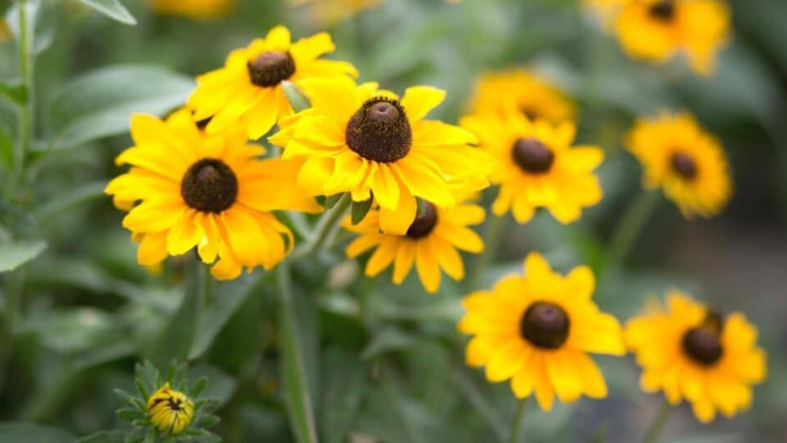 Bright yellow flowers with layers of long, yellow petals and a large rounded, brown, center. 