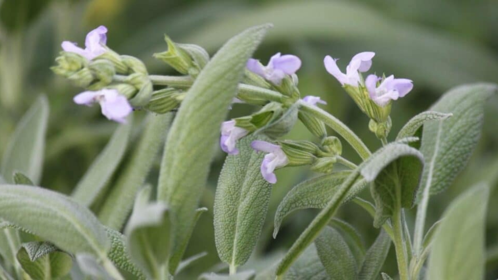 Close up of long green leaves with a green stem growing up with tiny light purple flowers.