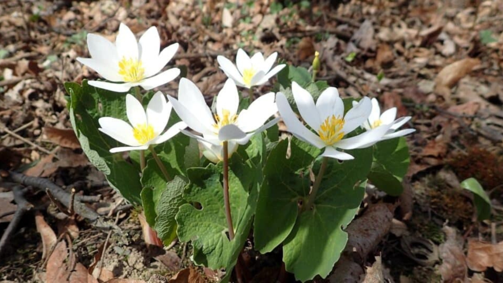 Cluster of six white flowers growing up out of the ground. Each flower has eight pointy white petals and yellow stamen in the center. Big green leaves around the base of each flower.