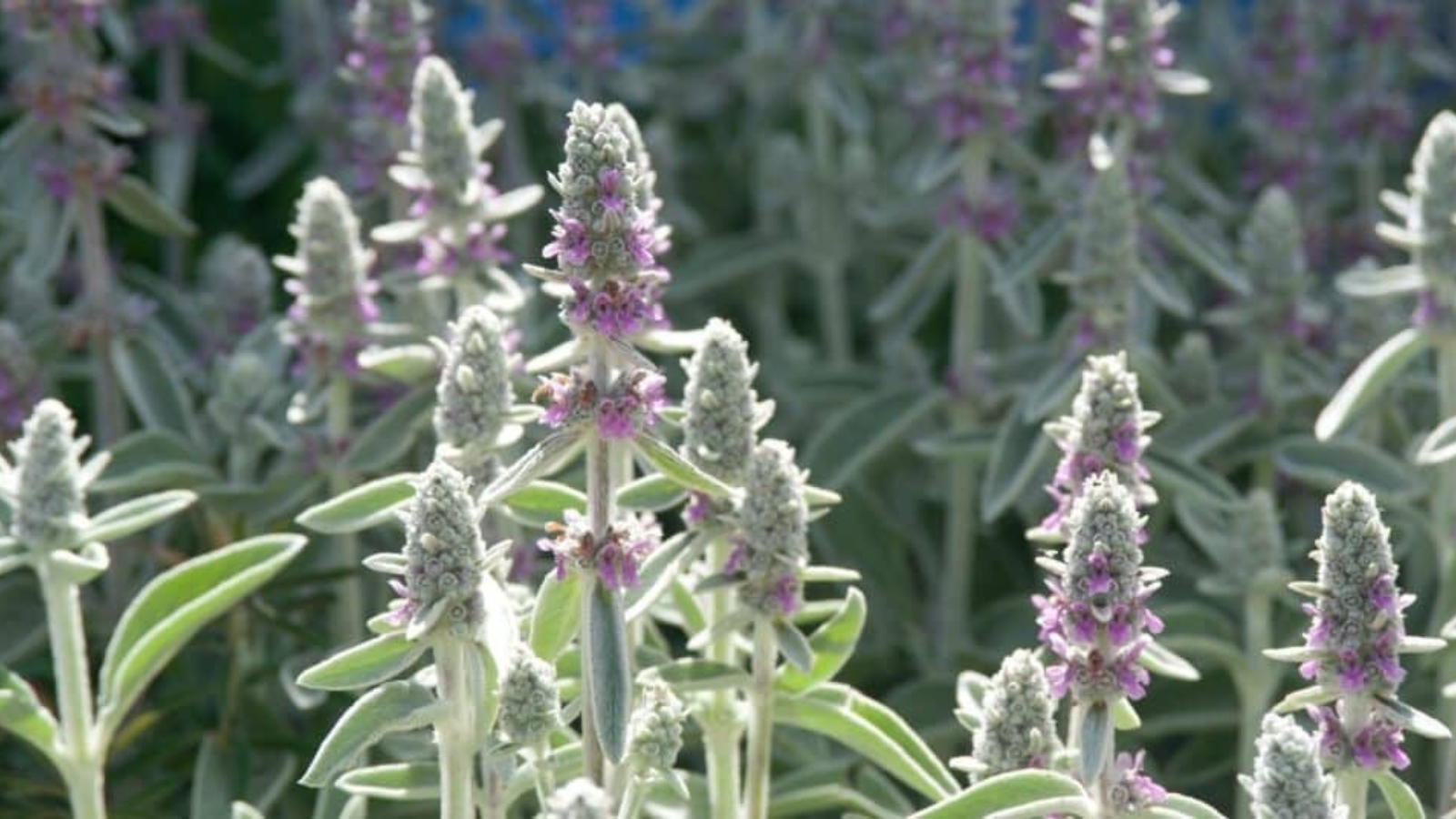 Field of tall green, fussy looking stems. On the tops of each stem there's a cluster of tiny, light purple flowers budding. Leaves are long, skinny, oval shape with white fuzz. 