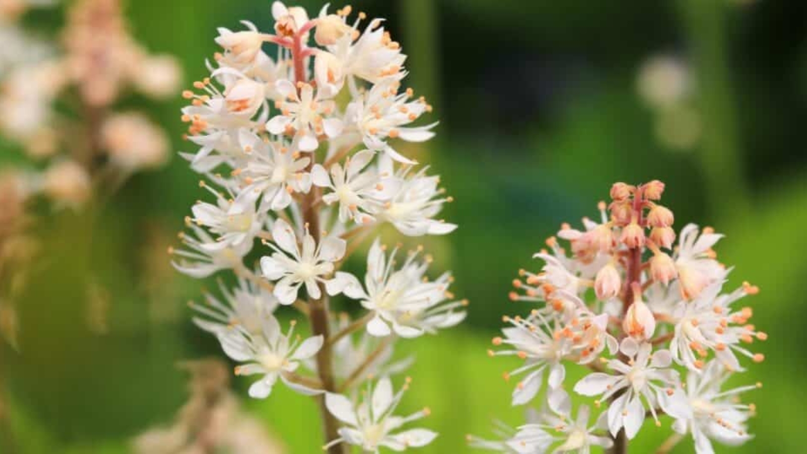 Long, thick, fuzzy stems with clusters of tiny white star shaped flowers growing around the top.